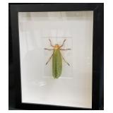 11 - SASUMA FRAMED INSECT