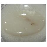 7.22CT OPAL GEMSTONE