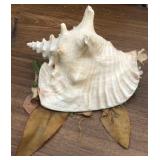 Z - COLLECTIBLE SHELL (P73)
