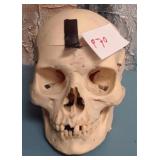 K - REPLICA SKULL (P70)