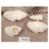 11 - LOT OF COLLECTIBLE SHELLS (M91)