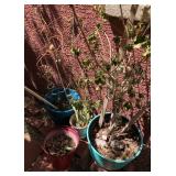 N2 - ASSORTED POTTED GARDEN PLANTS