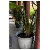 N2 - PLANTER POT WITH WHITE BIRD OF PARADISE