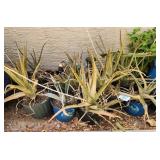 S1 - MIXED LOT OF OUTDOOR PLANTER POTS W/ PLANTS