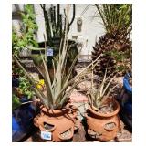 S1 - TWO OUTDOOR TERRACOTTA PLANTER POTS (Y16)