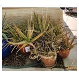 S1 - LOT OF TERRACOTTA PLANTER POTS WITH PLANTS