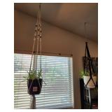 S1 - INDOOR PLANT W/ MACRAME HANGER (M41)