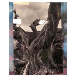 L1 - DRIFTWOOD PHOTO ART 24X16" (A76)