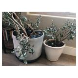 J4 - MATURE JADE PLANT SET (M22)