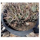 J4 - LARGE POTTED ALOE SUCCULENT PLANT