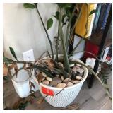 J4 - LARGE POTTED HOUSE PLANT