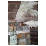11 - WHITE PAMPAS GRASS PLUMES, GLASS FLOOR VASE