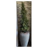 P - PLANTER POT WITH FAUX TREE 88"T (F21)