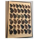P - EUNICA BUTTERFLY PRINT FRAMED 37X25" (R1)