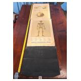 ANTIQUE YAGGYS ANATOMICAL STUDY