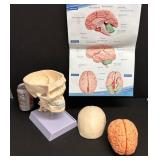 LIFE SIZE HUMAN SKULL MODEL