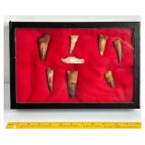 FOSSILIZED DINOSAUR TEETH GLASS DISPLAY