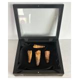 COLLECTION FOSSILIZED DINOSAUR TEETH