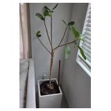 N2 - SPARSE TREE IN PLANTER POT (K25)