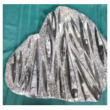 700 - XL FOSSIL ORTHOCERAS STATEMENT PIECE (E34)