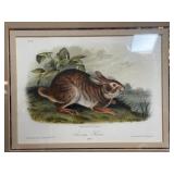 545 - SWAMP HARE FRAMED ART 16X14" (S8)