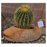 S2 - BARREL CACTUS IN TERRA COTTA FISH POT (Y10)