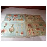 Scientific Plastic Series, Botany 1-4 (3-D)