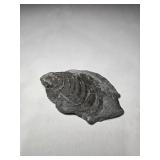 3.5" Shell Fossil