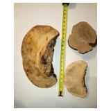 Fungus Amongus