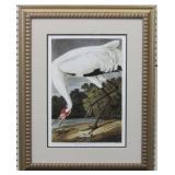 Hooping Crane by John J. Audobon