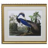 Louisianna Heron By John J. Audubon