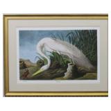 White Heron By John J. Audubon