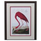 Pink Flamingo By John J. Audubon