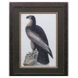 Bird Of Washington By John J. Audubon