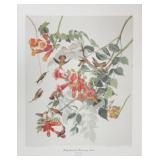 Ruby Throated Hummingbird by John J. Audubon