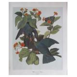 White Crowned Pigeon by John J. Audubon