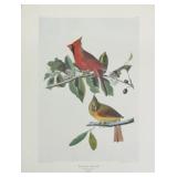 Cardinal Grosbeak by John J. Audubon