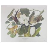 Black Billed Cuckoo by John J. Audubon