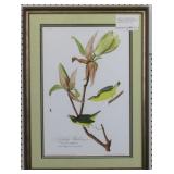 Kentucky Warbler by John J. Audobon