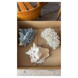 3 piece collection of seashells and coral (sc9)