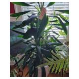 Live plant