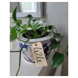 Oriental pot w live plant