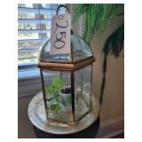 Lantern, plant