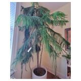 Norfolk Island Pine