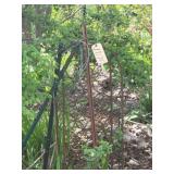 Wrought Iron Trellis