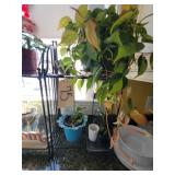 Plant stand with plants