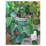 Iron plant stand  / live plant