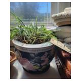 Oriental pot w live plant