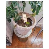 Live plant