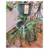 Live plant & 2 plant stands